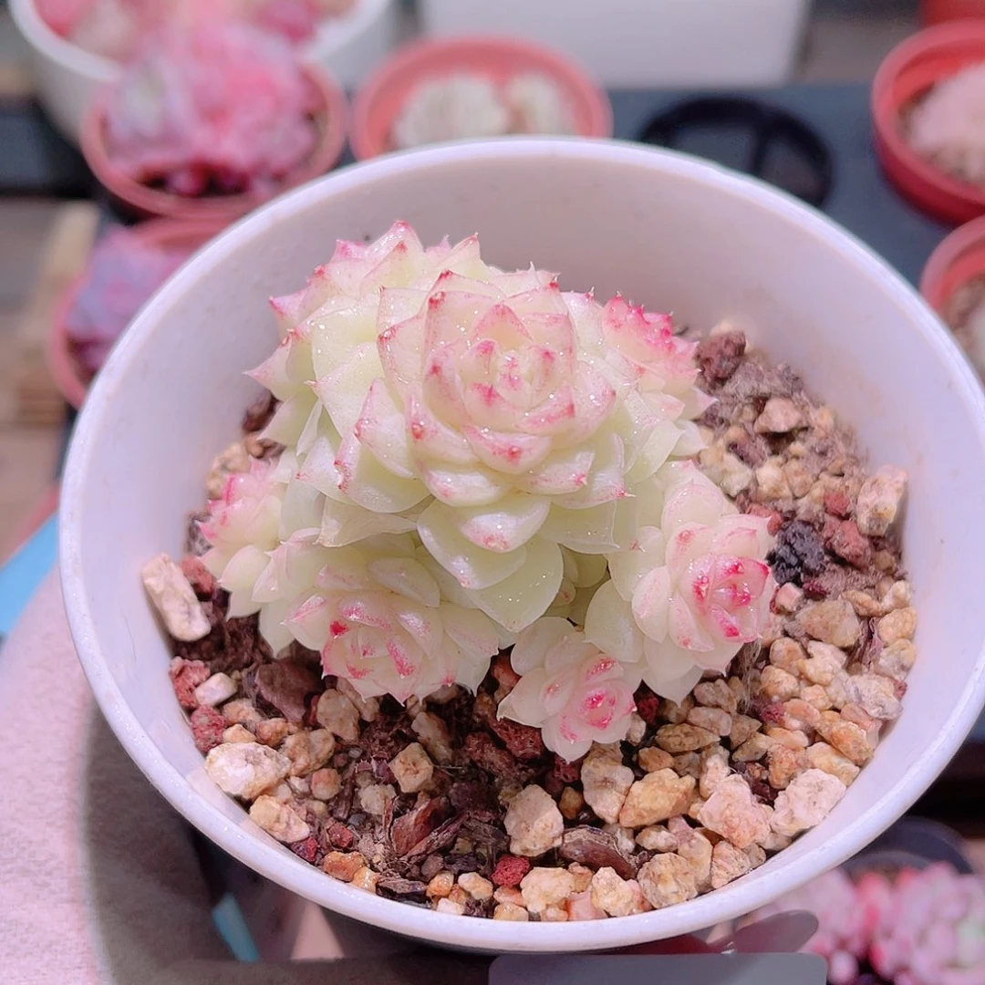 花利美8-1106白天鹅