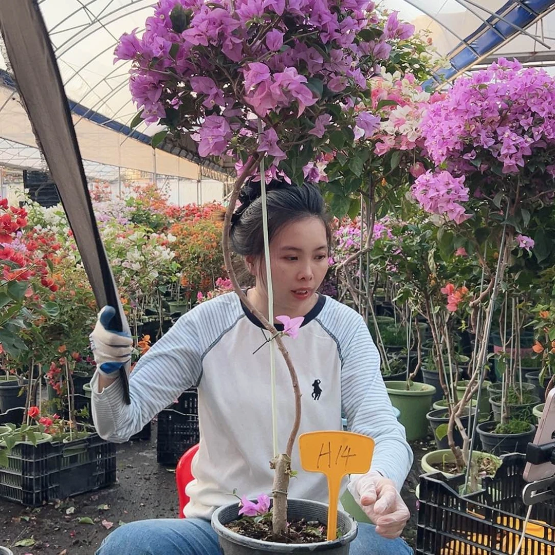 逸***灵大部分花苞少量开放H14巴西紫