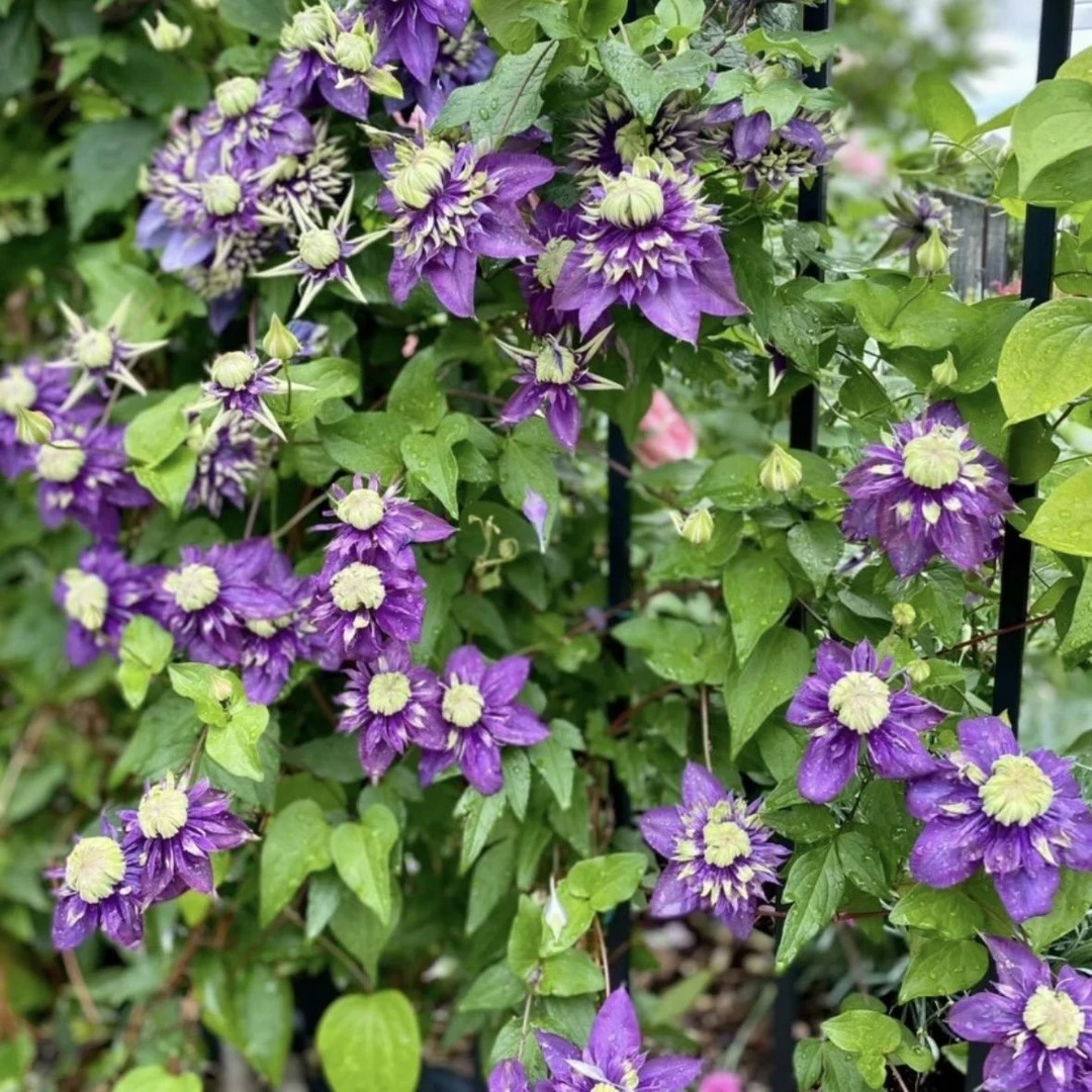 顺丰包邮  大河2加仑盆 爬藤铁线莲庭院阳台种植多季节开花