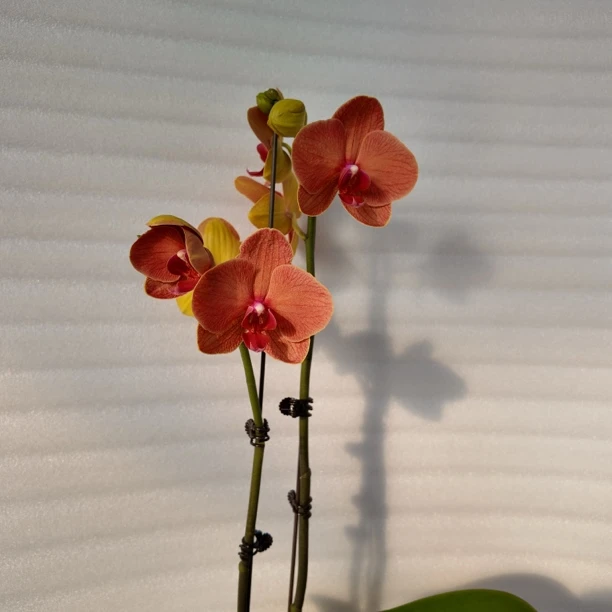 【椪柑】3.0寸 带花带花苞