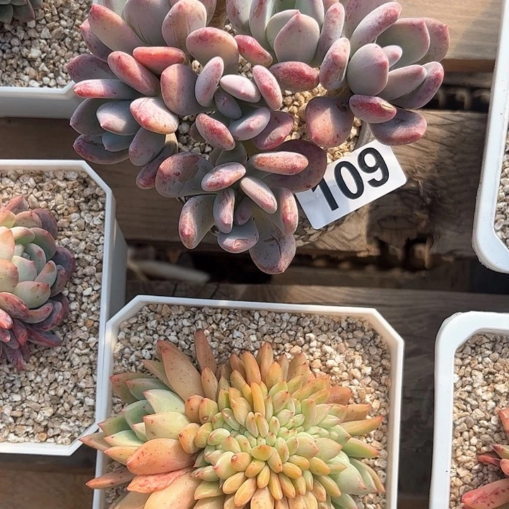 静****多肉植物一物一拍