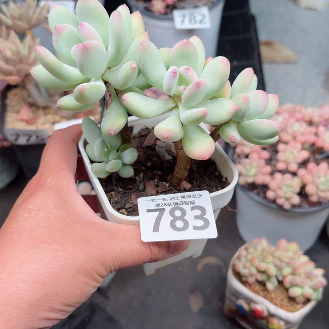 苹果奶老桩无盆土发货