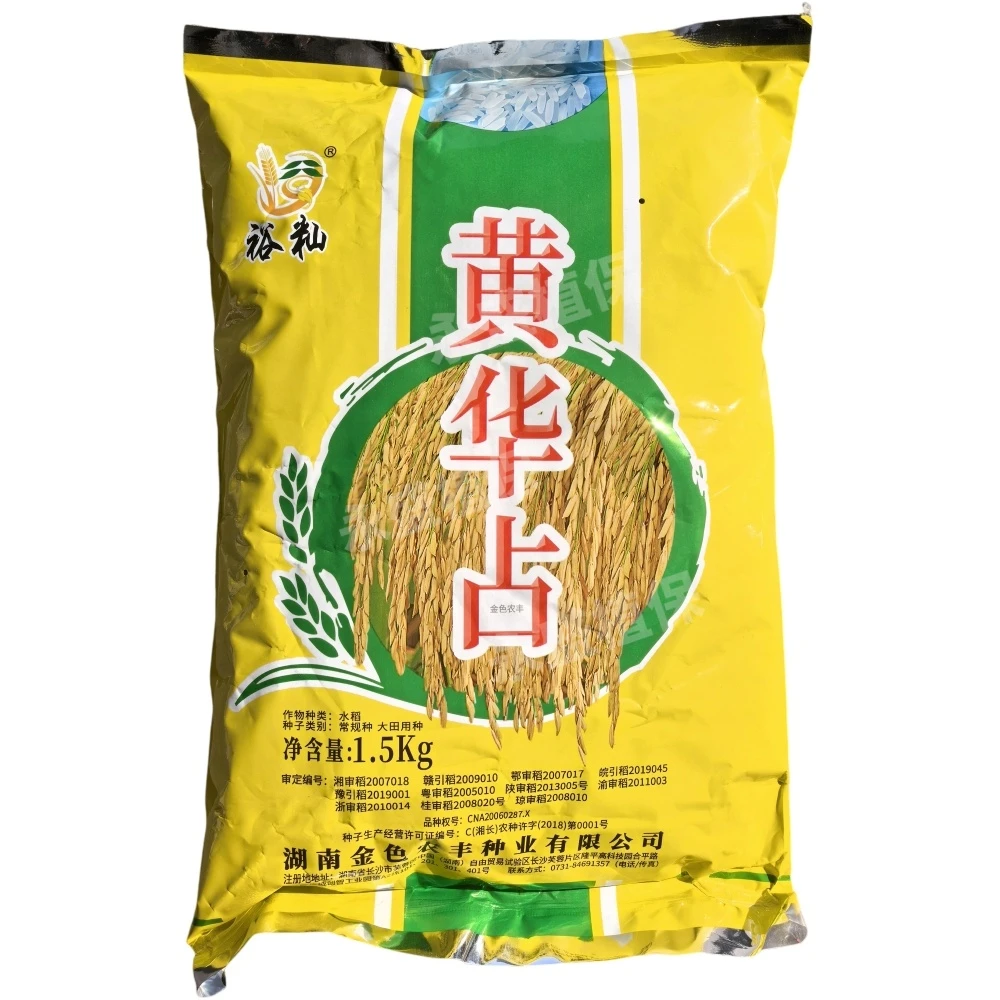 黄华占水稻种子 正宗黄花粘稻谷种子优质长粒常规稻种