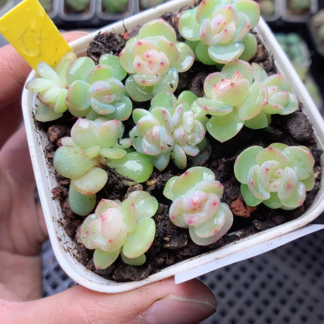 无花朵Q90秃子甜心yyyyyyyy