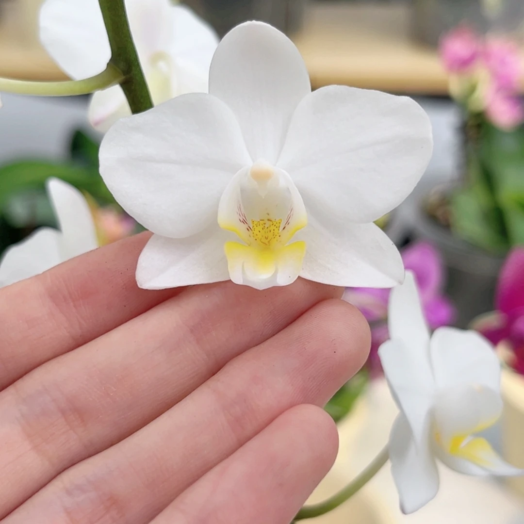 完全开放2.5寸克里斯开花株