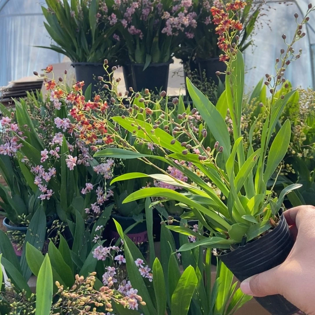 当前无花朵，栽培后可花朵