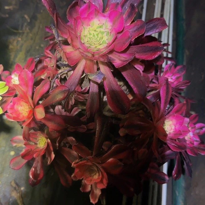 冰**月铜壶锦福利特价90