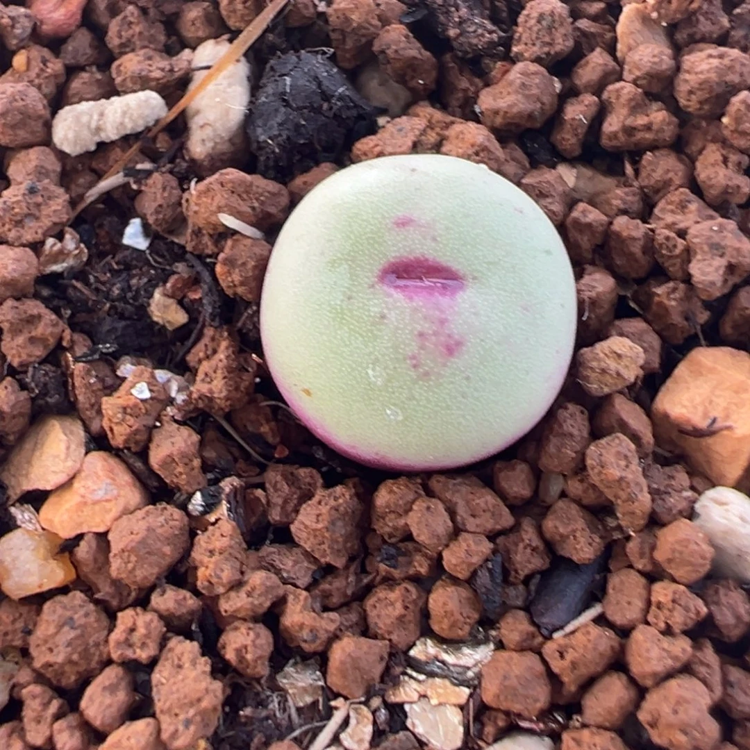 052多肉植物种类多样