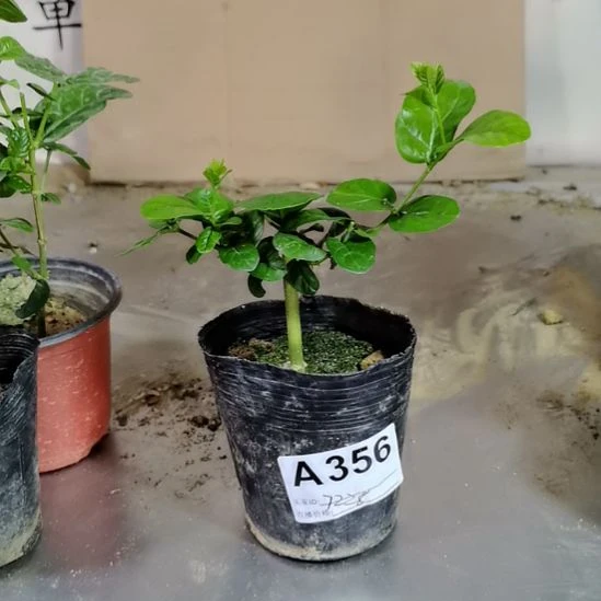 大部分花苞少量开放内**年