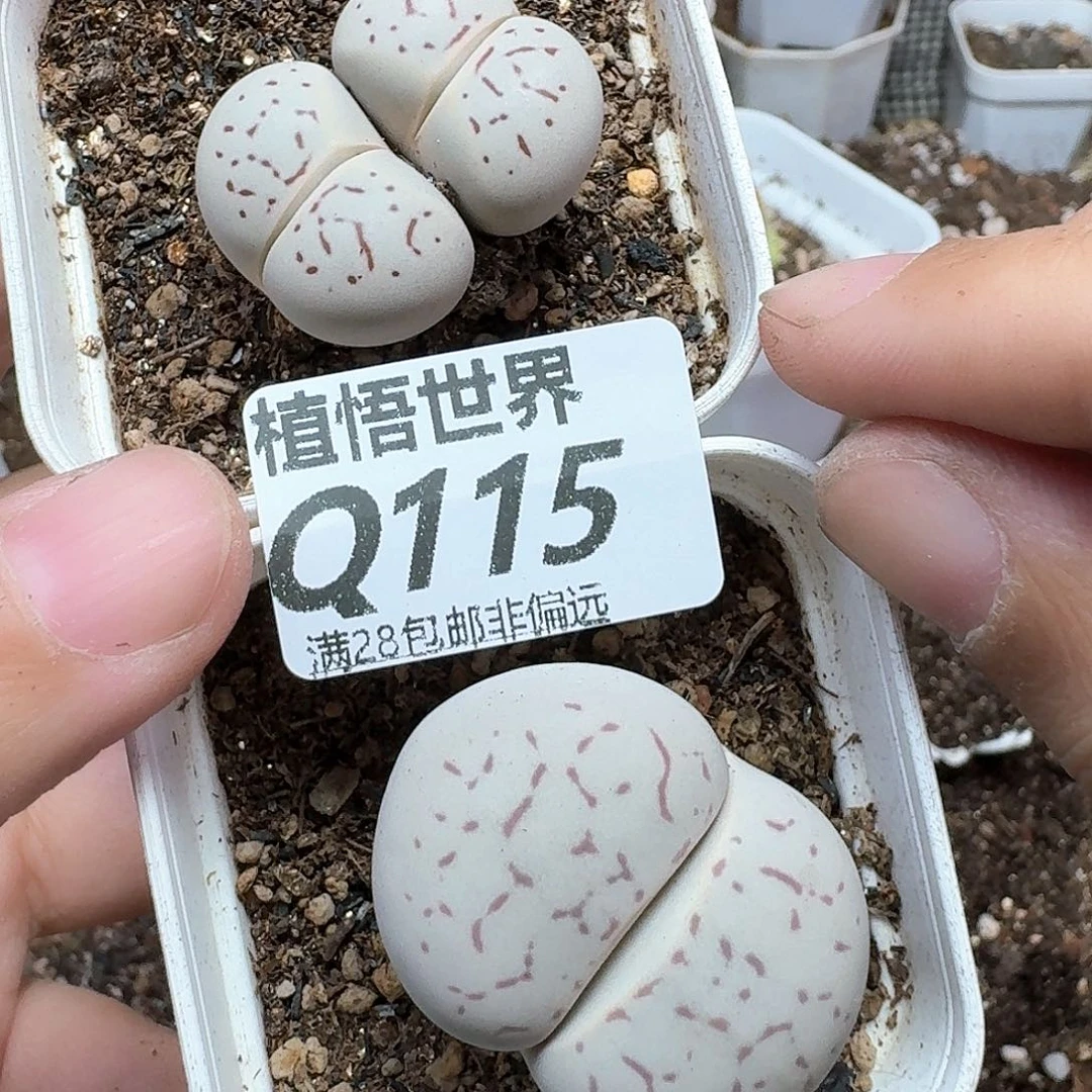 多肉植物的润泽付出vv