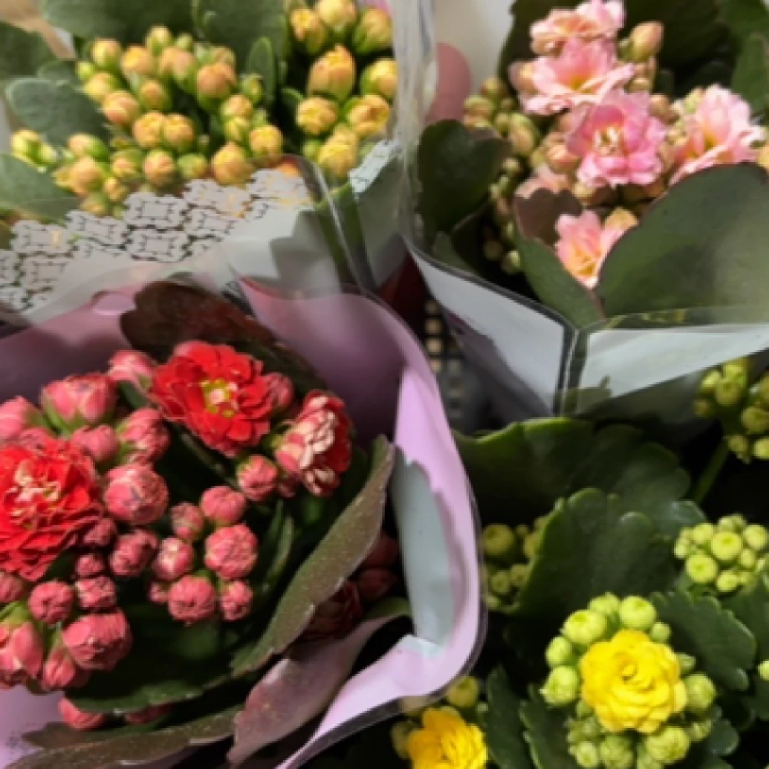 7.5.cm盆长寿花随机6盆