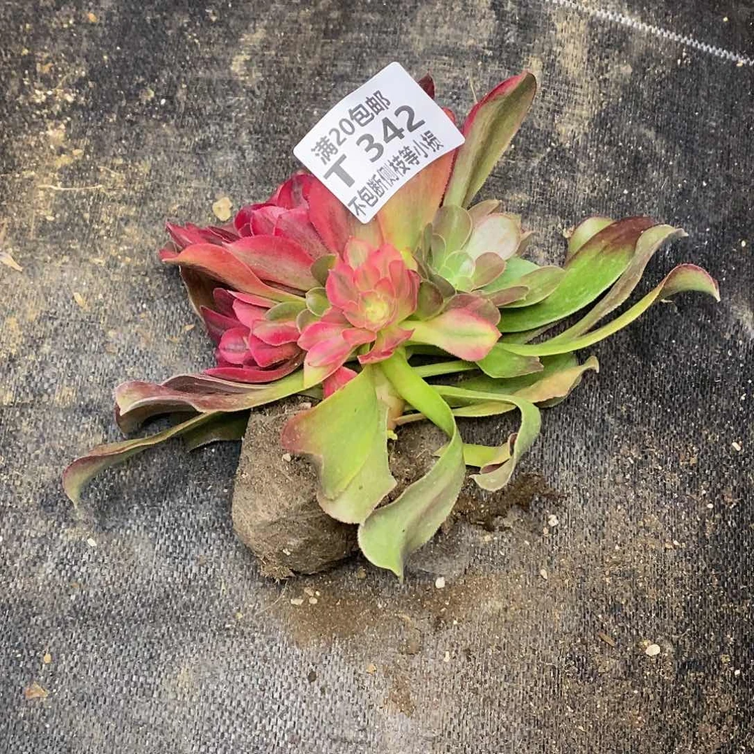 342红牡丹多肉法师锦歪