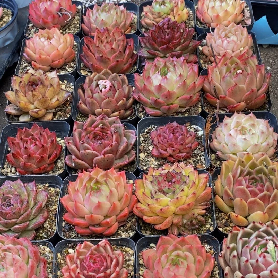 294的人在一起的时候