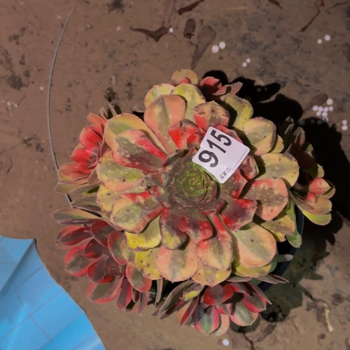 915雨荷多肉植物。。