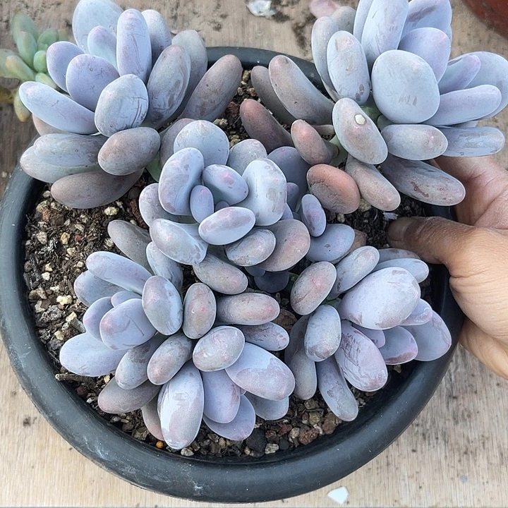 两单包邮，一物一拍桃美人