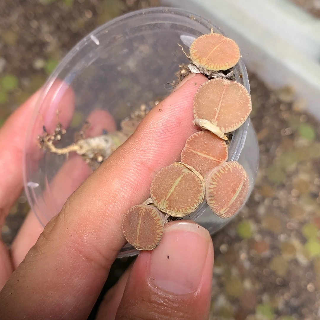 A13多肉植物保护研究所