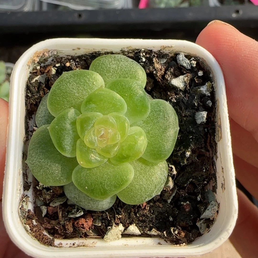 浮玉中苗盆一个满25包邮