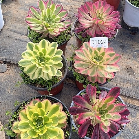 1024法师多肉6颗组合