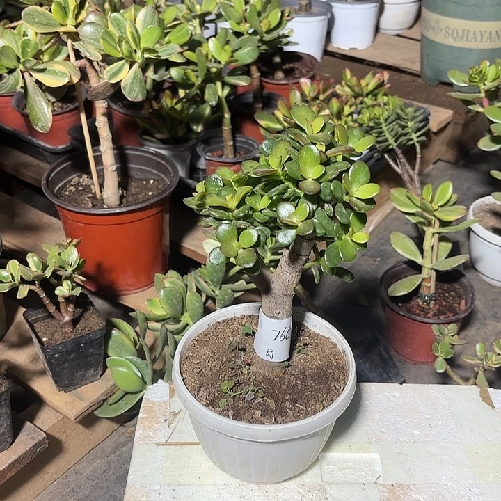 河***存当前无花栽培后可以开花姬红花月18