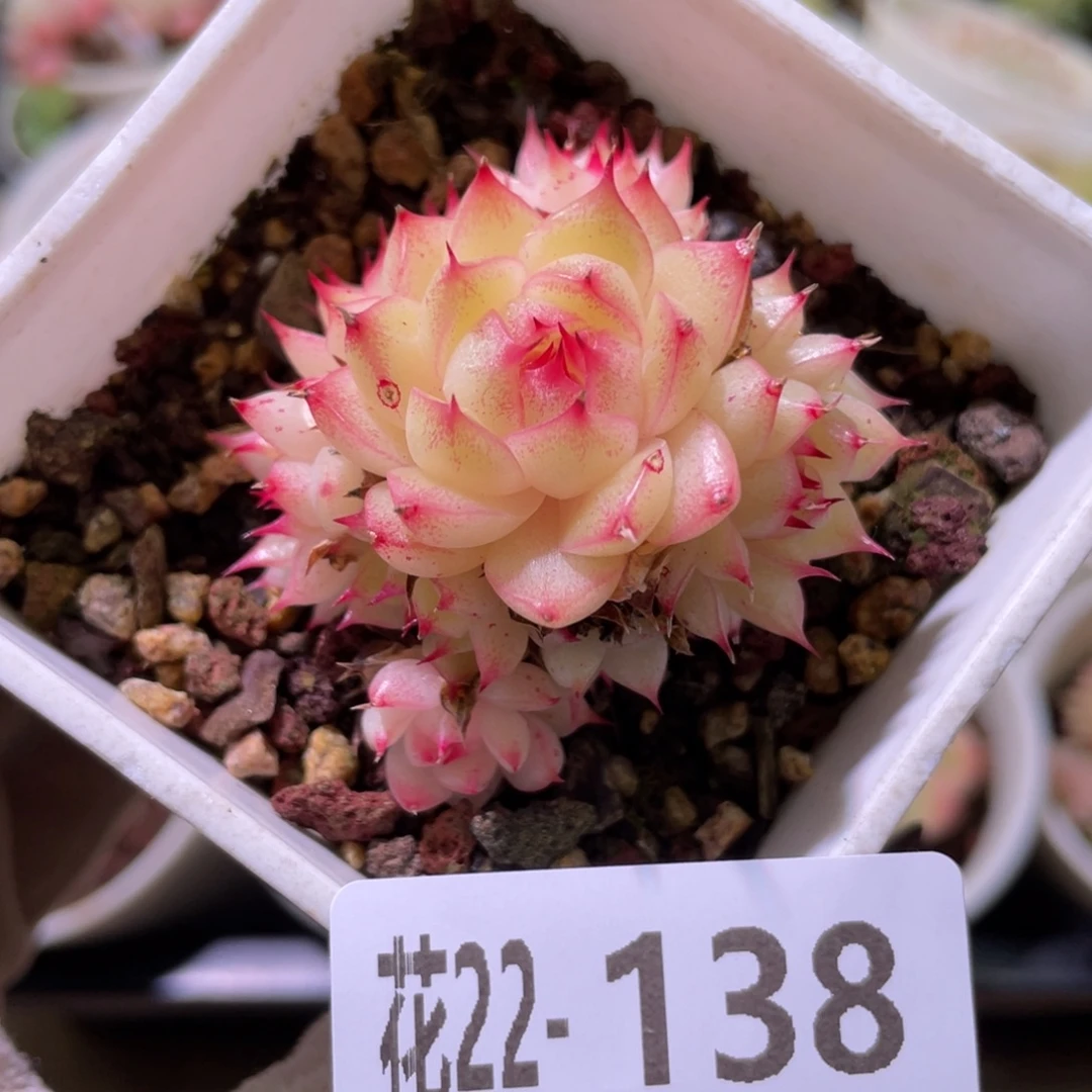 花利美22-138海王