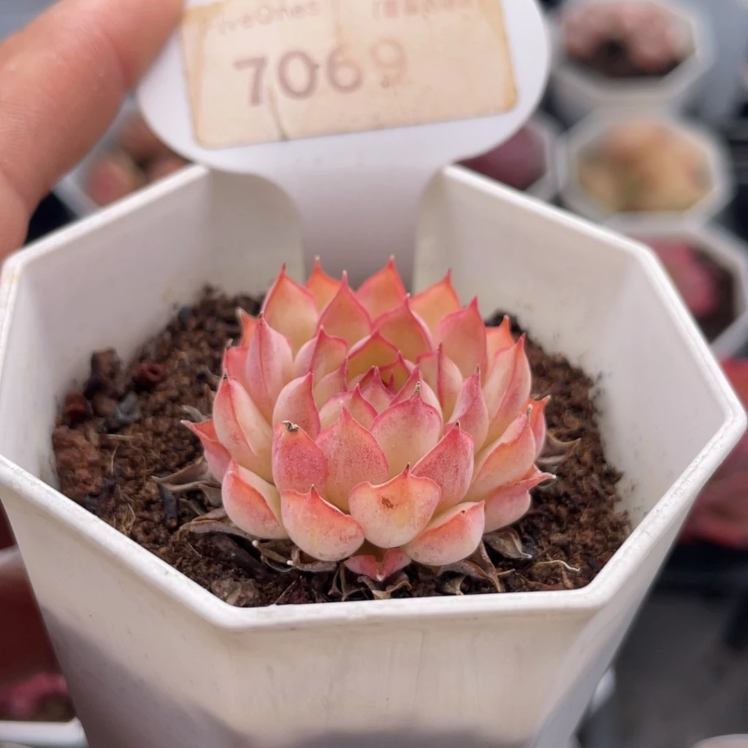 梦幻玫瑰7069-3.5厘米