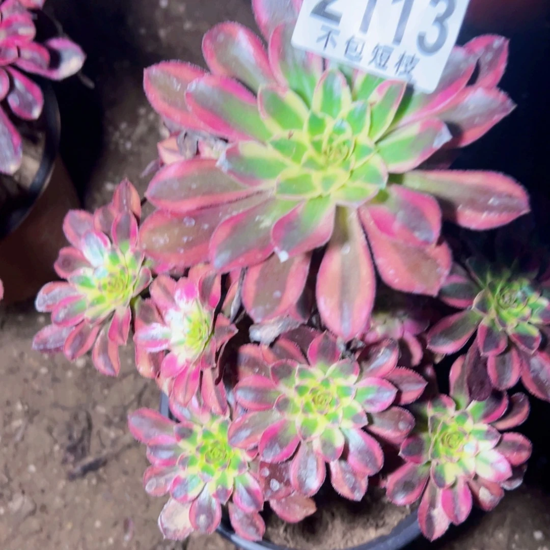 冰淇淋锦多肉植物2113