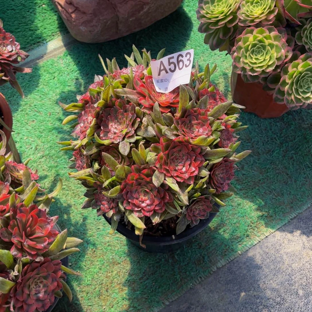 多肉粉霞0000000563