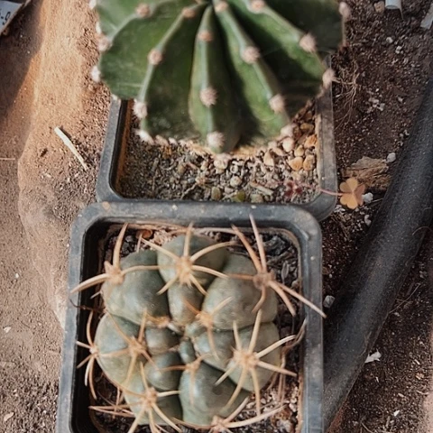 2880处理两个仙人球