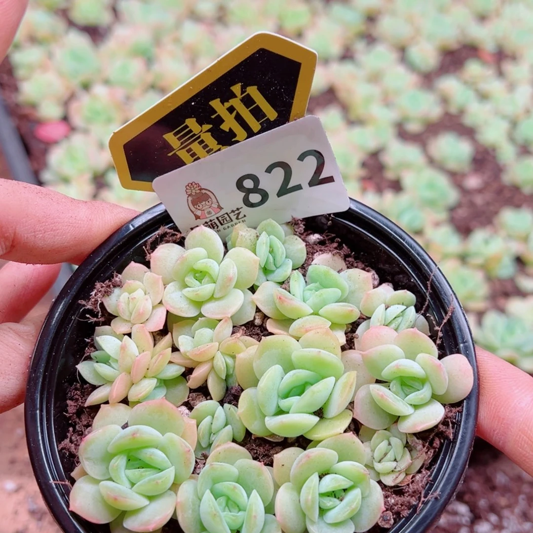 多肉植物多肉植物
