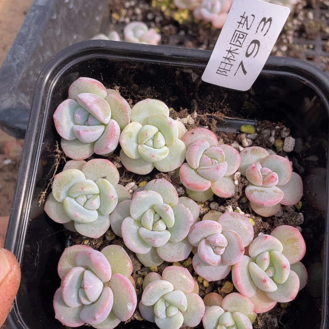 多肉植物多肉植物793