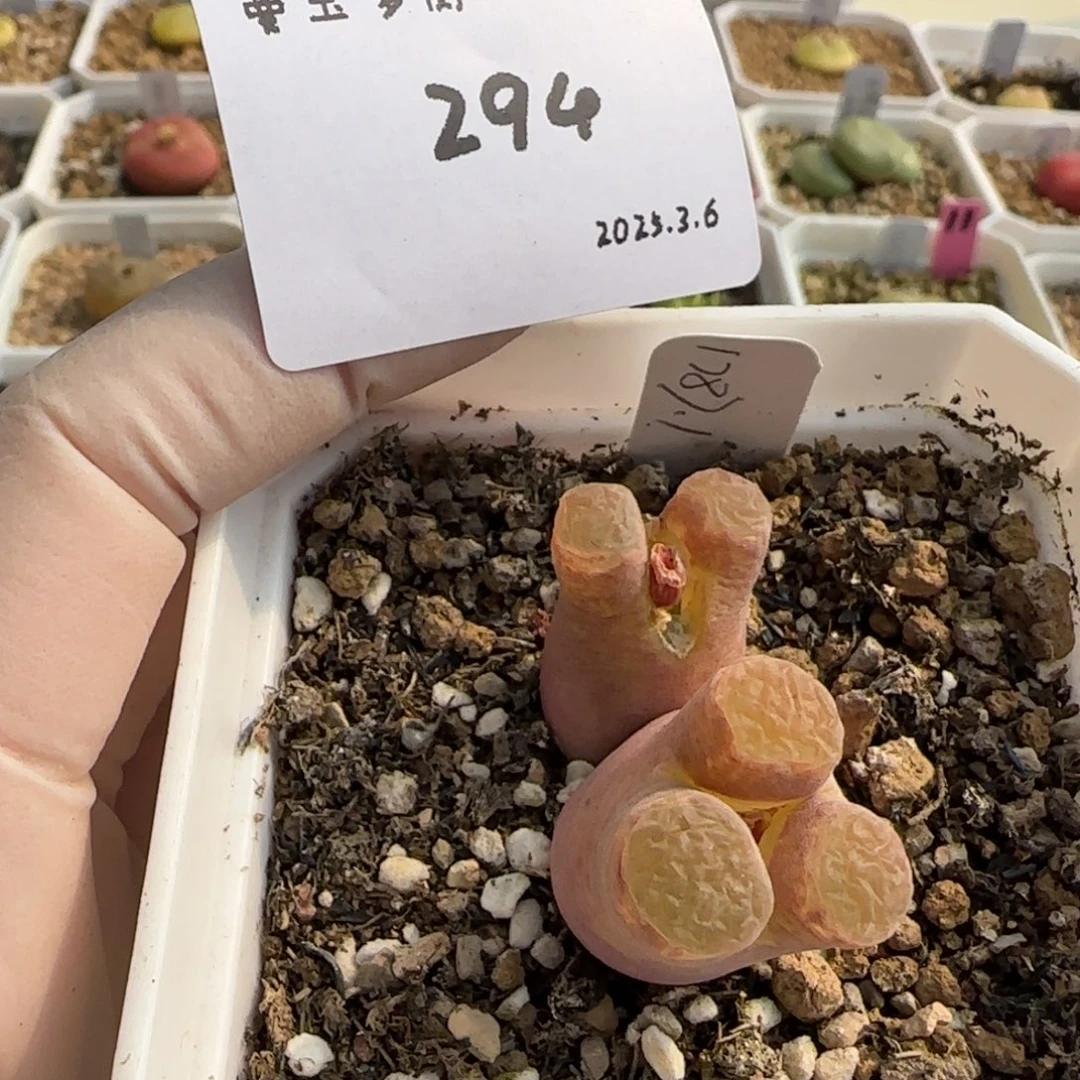 b****贝多肉多肉多肉294