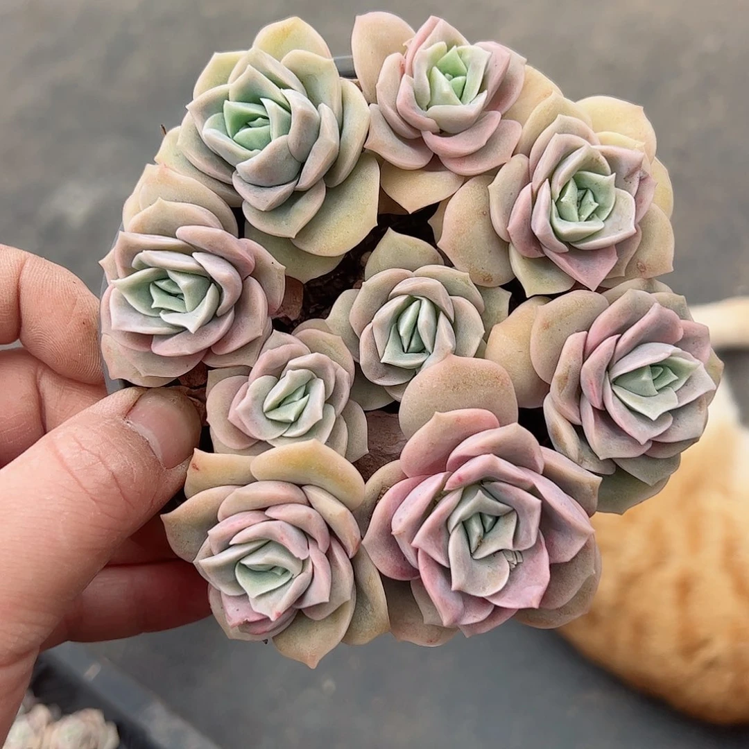 可爱玫瑰七头起带盆土一盆