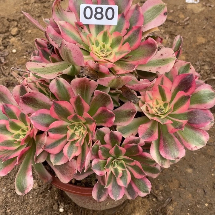 无花朵080多肉植物粉女巫