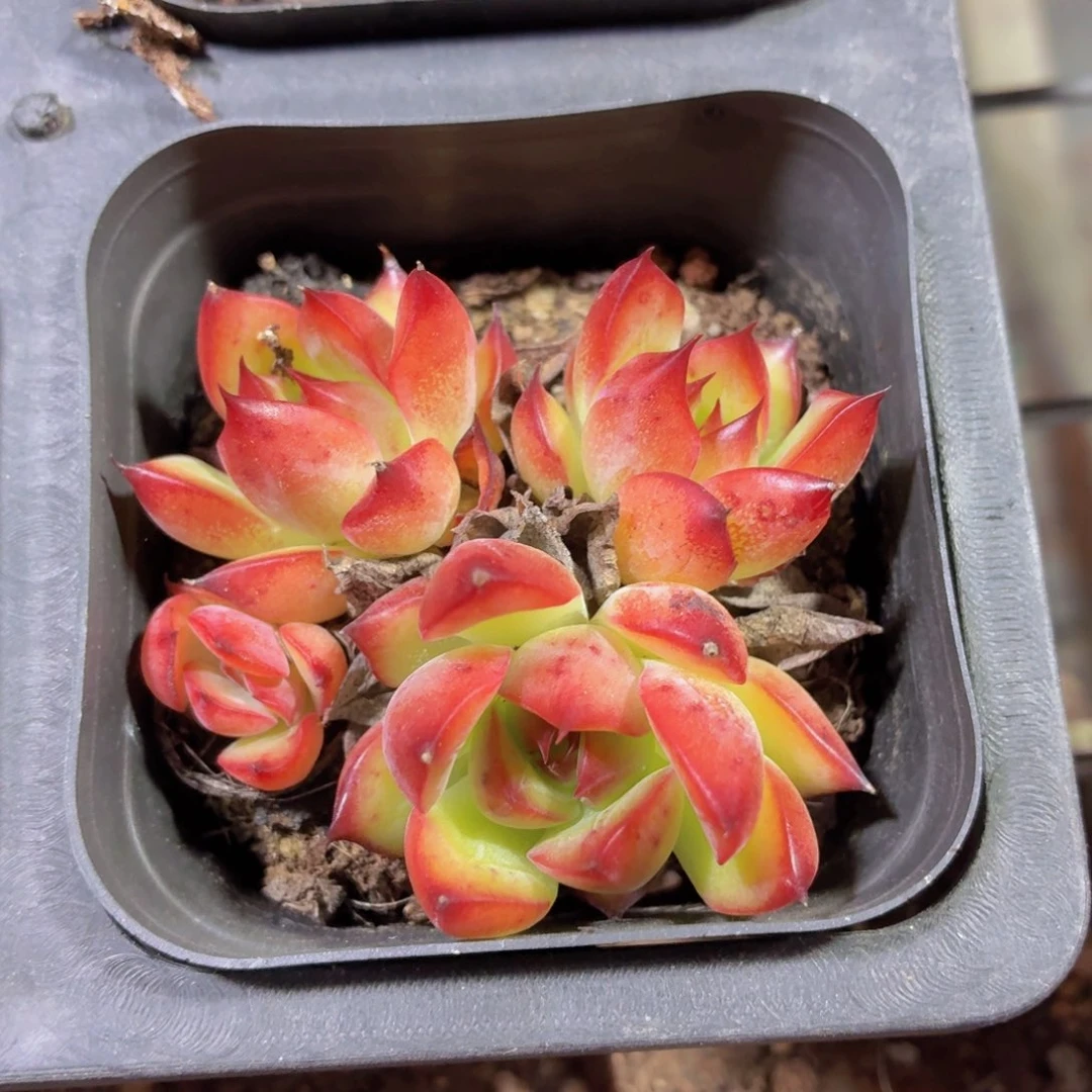 篝火多肉9.9包邮发货