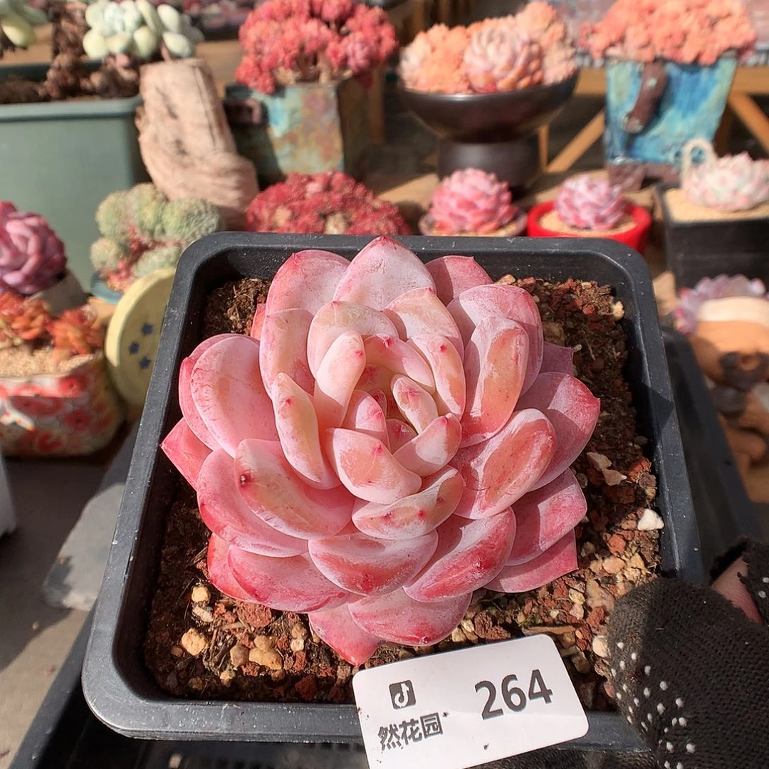 264梦露多肉植物633333