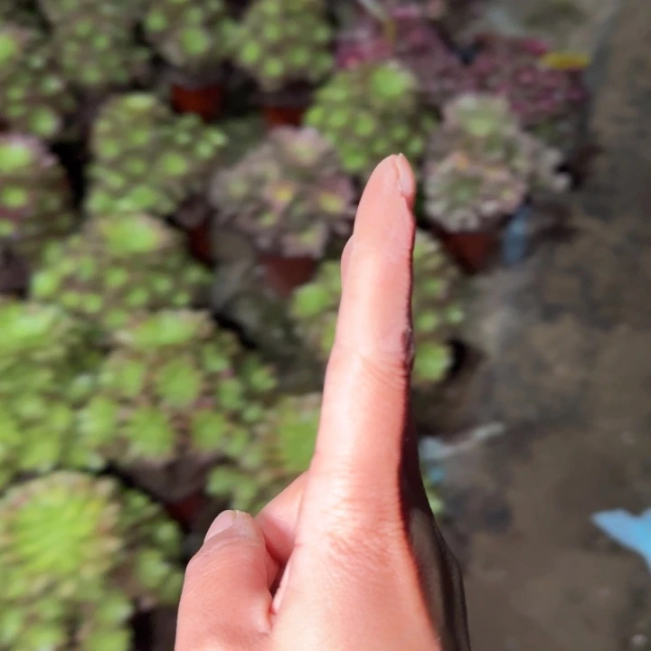 憨***冲888白凤两颗多肉植物