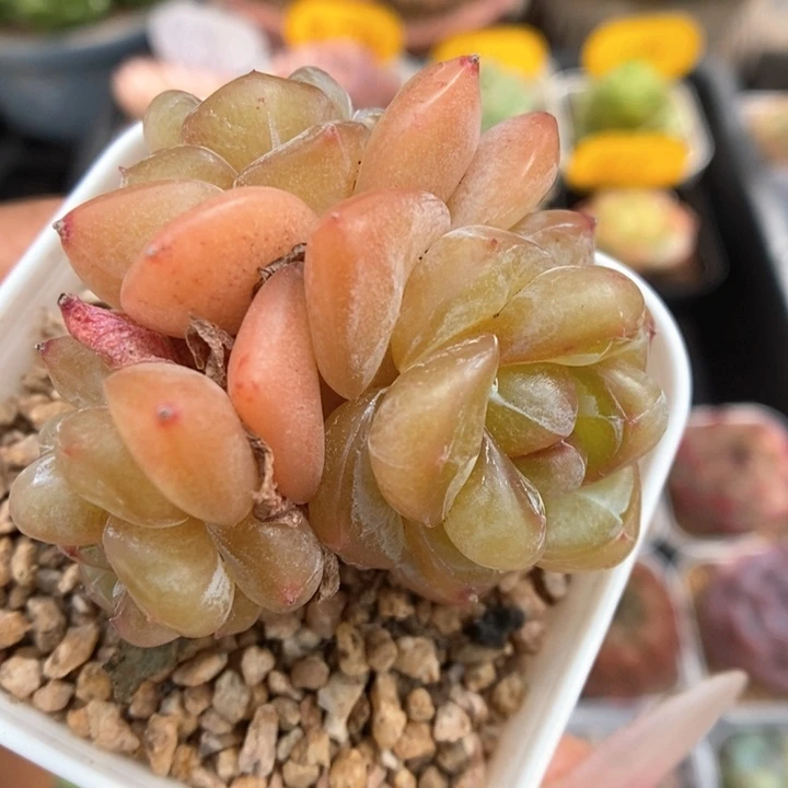 油透珍妮群生823号。