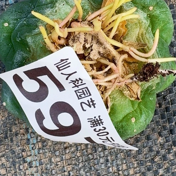 迷***葵无花朵福利落地大尤597