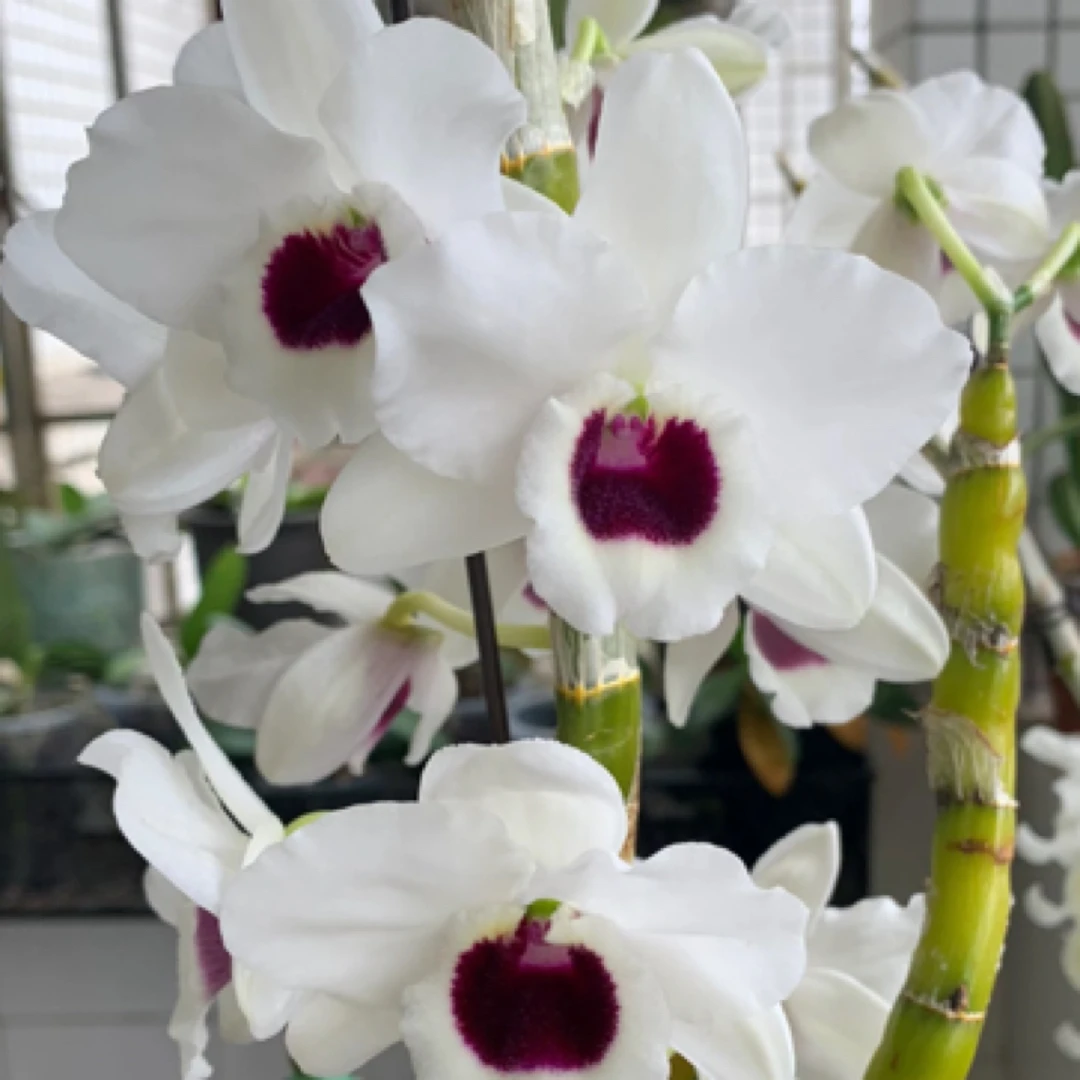 白国王石斛红花爆花花大花香花机场适合新手养植