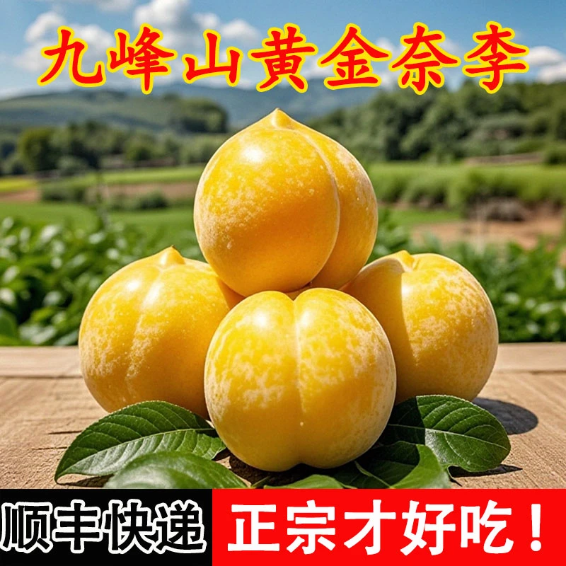 正宗韶关九峰山黄金奈李农家种植新鲜采摘脆甜清爽甘甜顺丰包邮发
