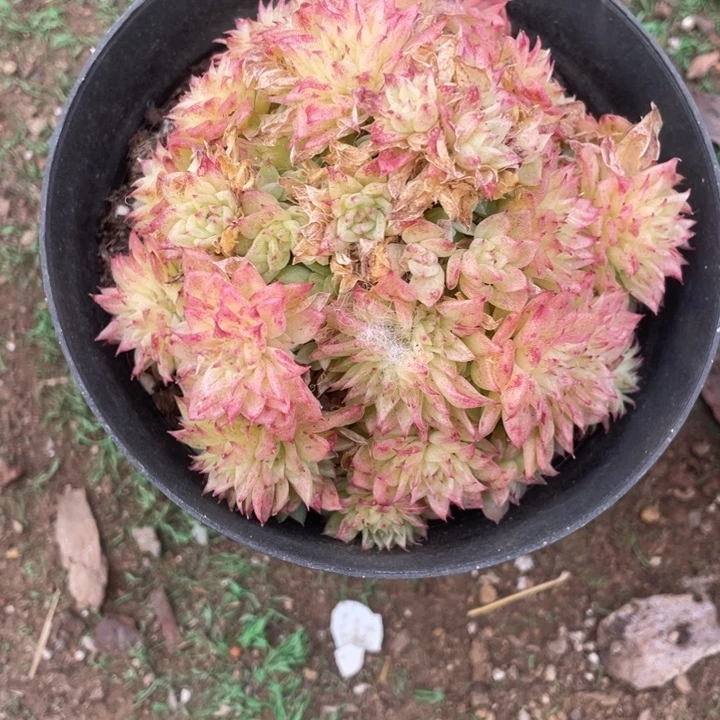 麦秆圣诞树28一盆88888888