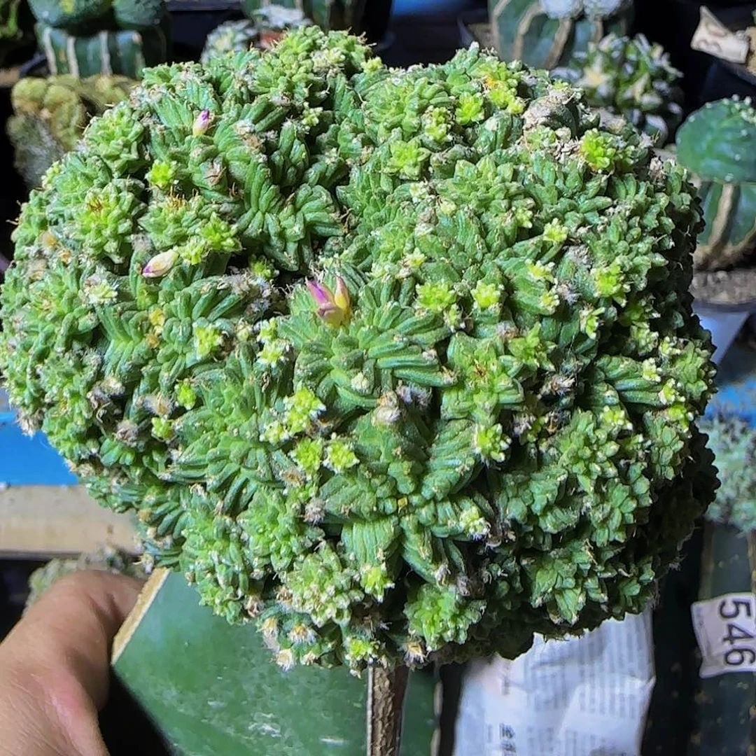 五星花龙大群头760