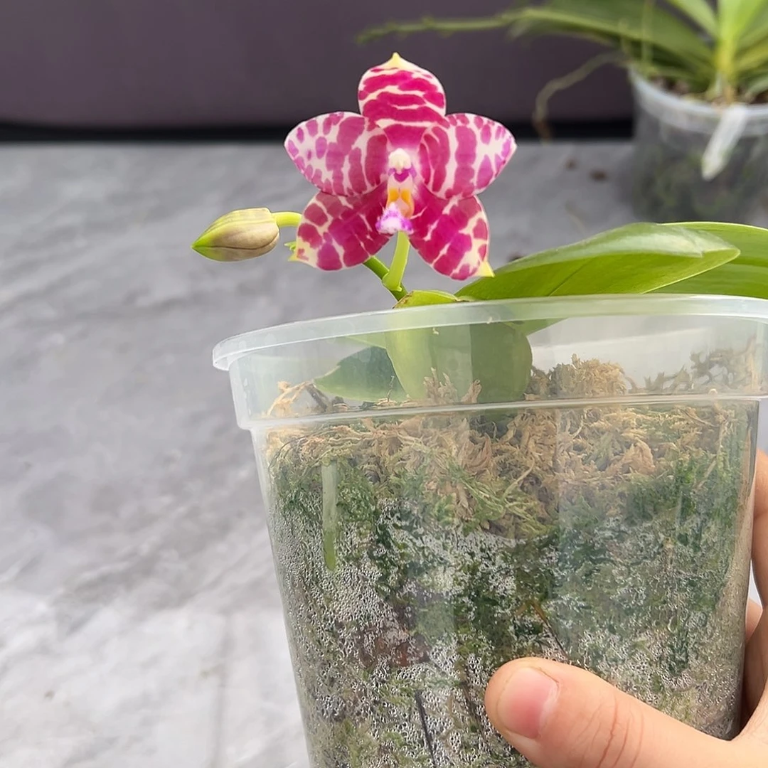 完全开放超级斑马84 叶子瑕疵