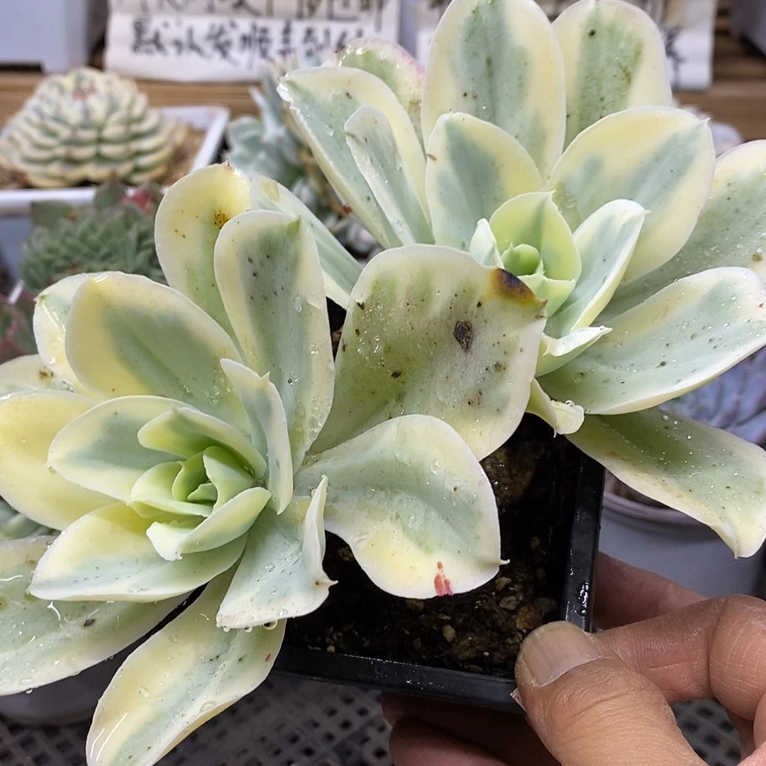 0853 月亮河覆轮锦双头有砍 需延时发货