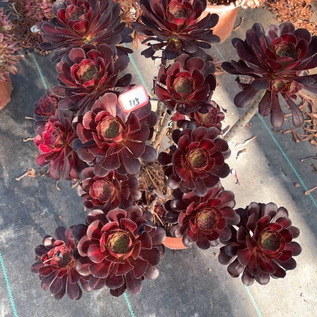 无花朵115花蝴蝶多肉植物