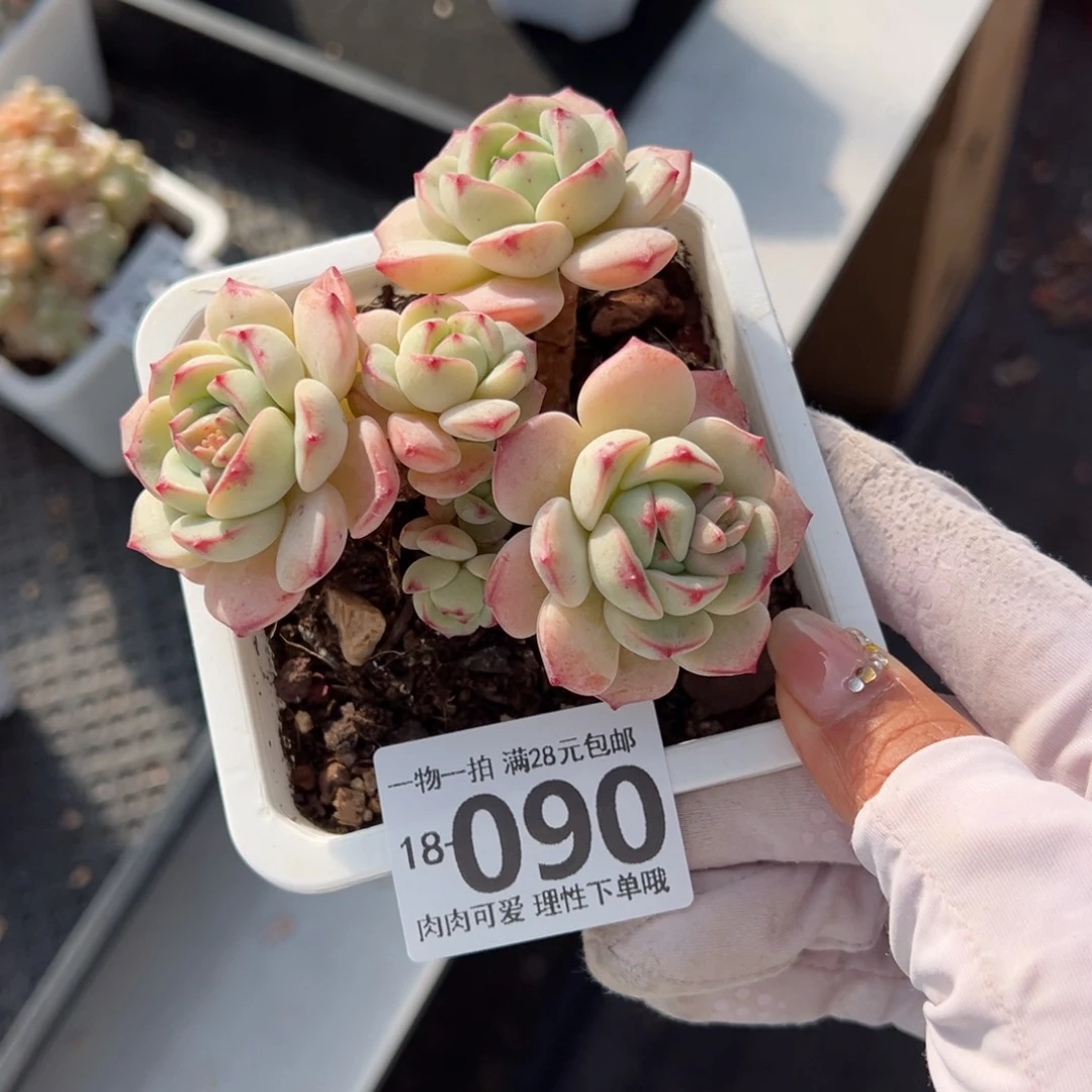 白底香草老桩多肉多肉多肉多肉