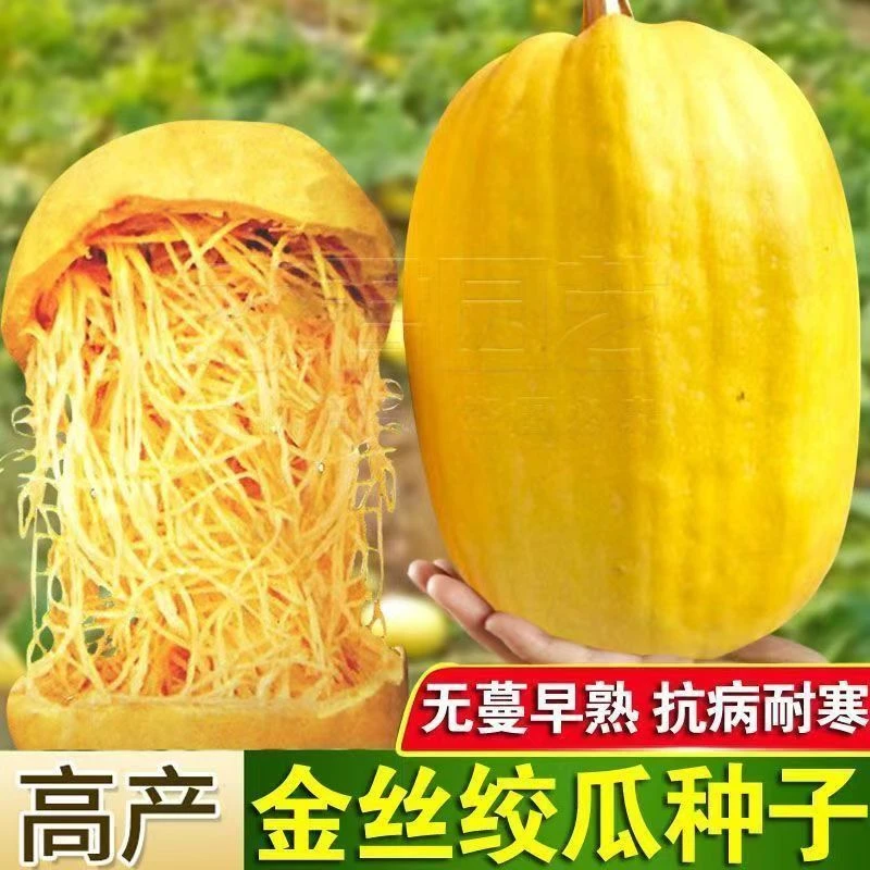 【全店凑6包】【190】金丝绞瓜种子