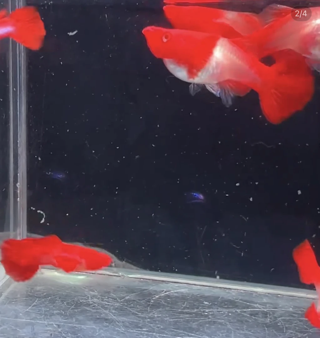 红头红尾双分水鸿运当头孔雀鱼纯种好养耐活可繁殖的小型热带鱼