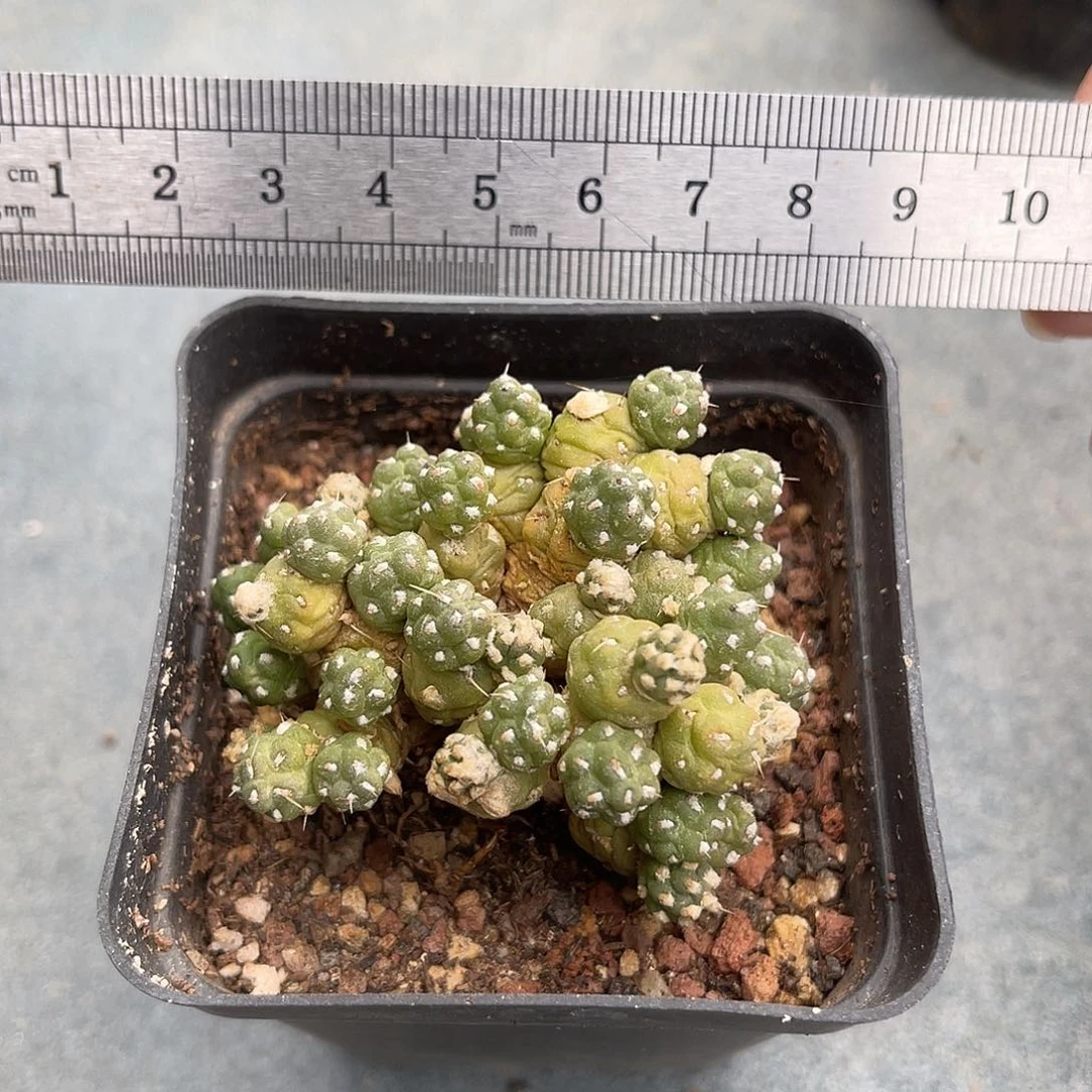 罗西安娜一物一拍