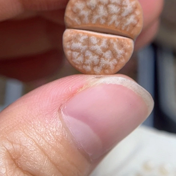 开播福利拿铁母本一颗